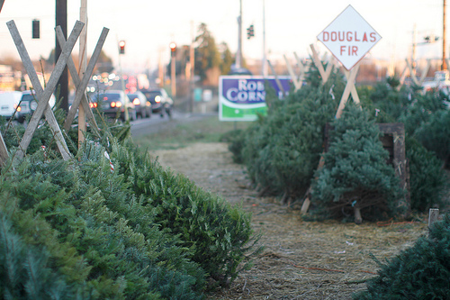 Fresh Cut Christmas Trees For Sale in Mapleton, ME