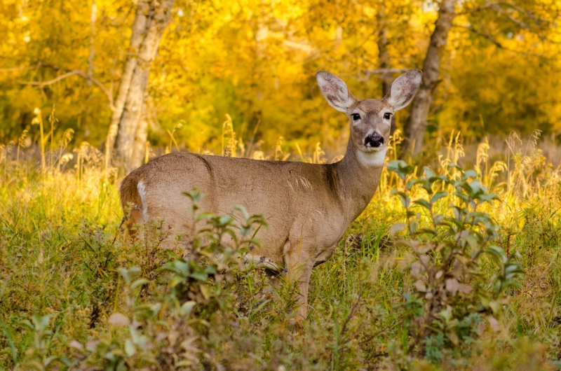 Maine hunting on your own property